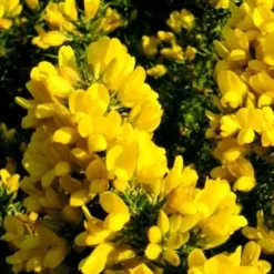 VILMORIN AJONC POUR SOL ACIDE 1 KG