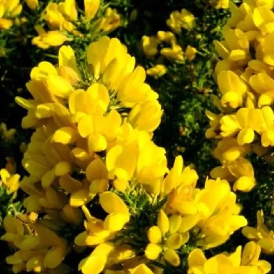 VILMORIN AJONC POUR SOL ACIDE 1 KG