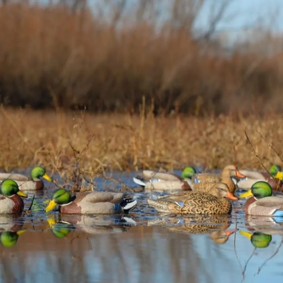 GREENHEAD APPELANT COLVERT LIFE SIZE 4M+2F