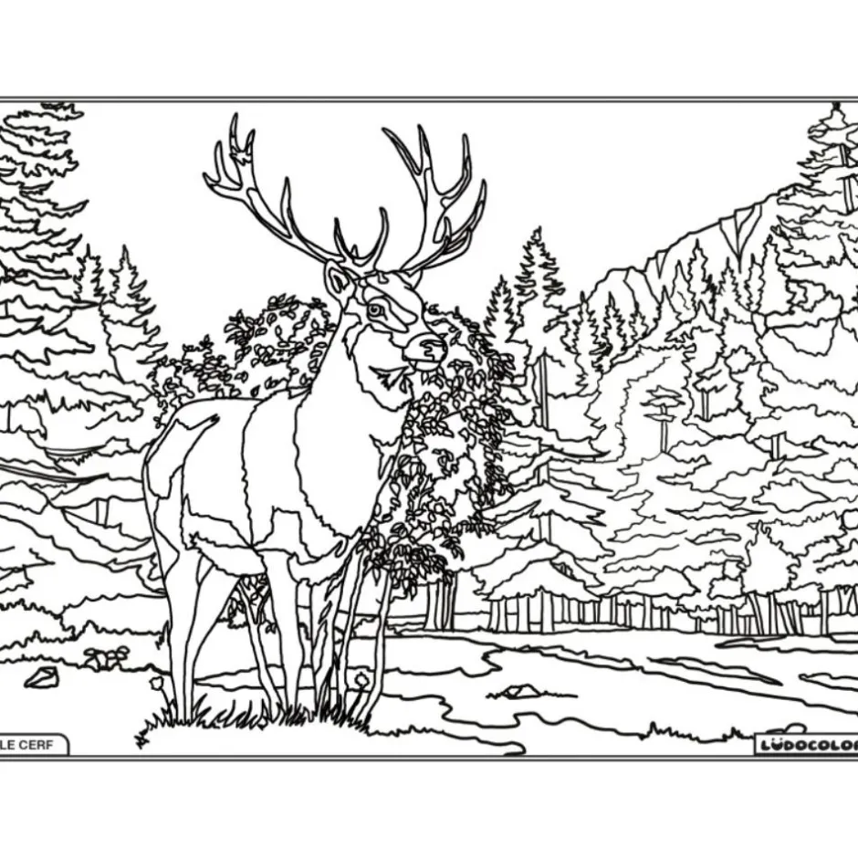 Enfant LUDOCOLOR COLORIAGE LE CERF
