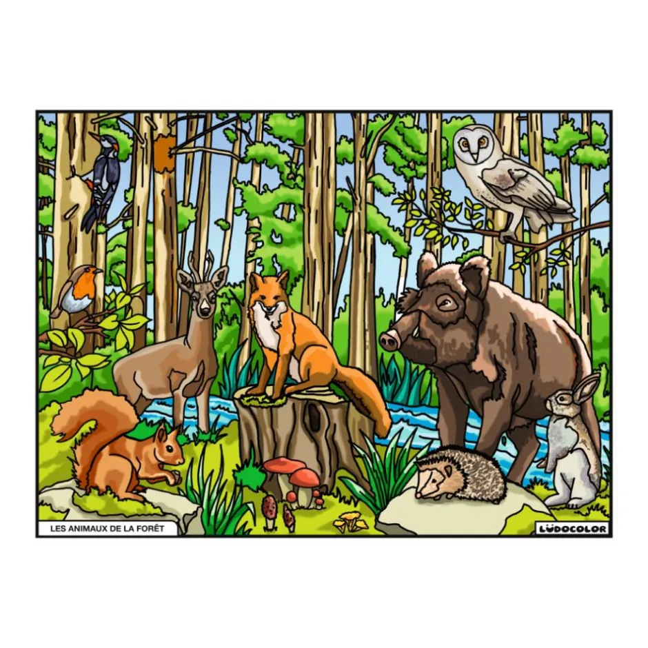 Enfant LUDOCOLOR COLORIAGE LES ANIMAUX DE LA FORET