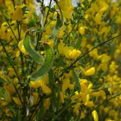 VILMORIN GENET A BALAI POUR SOL ACIDE 1KG