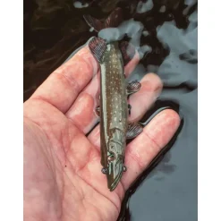 FOX RAGE LEURRE REPLICANT ULTRA REAL 10CM