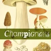 ARTEMIS LIVRE CHAMPIGNONS