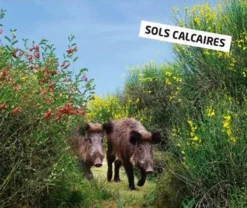 VILMORIN MELANGE SANGLIER SOL CALCAIRE 1KG
