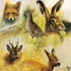 AMBIENTE SERVIETTE ANIMAUX SAUVAGES