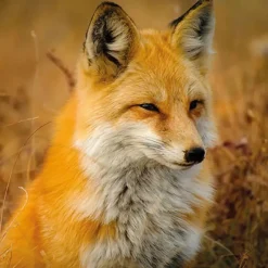 AMBIENTE SERVIETTE PORTRAIT RENARD